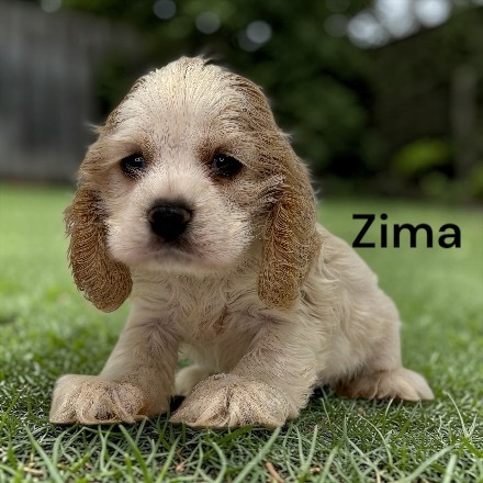 puppy, for, sale, Cocker Spaniel, Joe & Cherri  Overlease, dog, breeder, Miller, MO, dog-breeder, puppy-for-sale, forsale, nearby, find, puppyfind, locator, puppylocator, aca